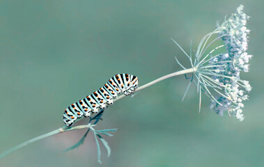 Close up   beautiful Сaterpillar of swallowtail 