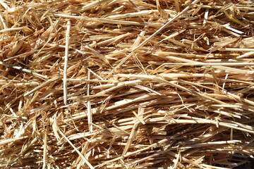 Straw hay 