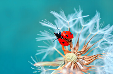 Beautiful ladybug on leaf defocused background