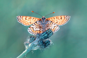 Obraz premium Macro shots, Beautiful nature scene. Closeup beautiful butterfly sitting on the flower in a summer garden.