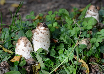 Shaggy mane shaggy ink cap Coprinus comatus mushrooms fungus against a background of grass and autumn leaves. Group of three Shaggy Ink Caps (Coprinus comatus)