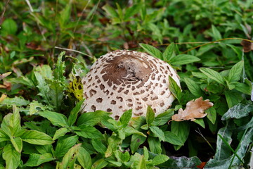 Parasol Mushroom (Macrolepiota procera). Macrolepiota procera, Parasol mushroom, wild edible mushroom 