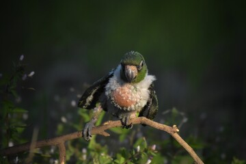 Blue Crown Conure. Parrot. Beautiful Parrot