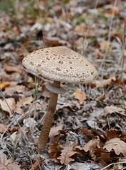 Parasol Mushroom (Macrolepiota procera). Macrolepiota procera, Parasol mushroom, wild edible mushroom 