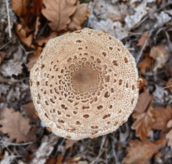 Parasol Mushroom (Macrolepiota procera). Macrolepiota procera, Parasol mushroom, wild edible...
