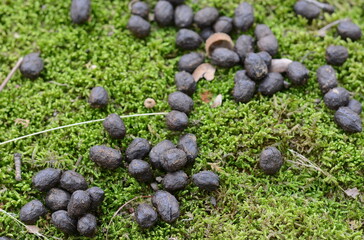 Deer dropping in grass. Red deer crotties on grass field. Roe-doe excrement in forest meadow. Heap of animal scat in timber smooth. American elk's scat. Buck's fewmet in forest weed. Dropping heap. © Sanja
