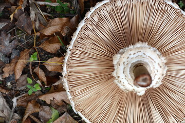 Parasol Mushroom (Macrolepiota procera). Macrolepiota procera, Parasol mushroom, wild edible mushroom 