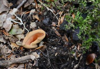 Otidea tuomikoskii, known as a Split goblet or rabbit ear fungus, wild fungi