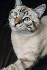 Fototapeta premium look of a domestic cat on a dark background