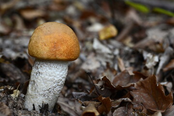 Closeup of mushroom leccinum aurantiacum in grass. Picturesque red-capped scaber stalk (Leccinum aurantiacum) with white leg 