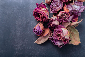 Still-life, flowers and roses dried in red, orange, violet and  pink colors on a dark and gray...
