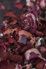 Still-life, flowers petals and roses dried in red, orange and  pink colors on a dark background.