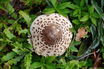 Parasol Mushroom (Macrolepiota procera). Macrolepiota procera, Parasol mushroom, wild edible mushroom 