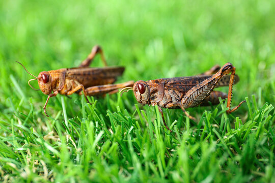 Brown grasshoppers on lawn outdoors. Wild insect