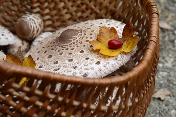 Parasol Mushroom in the basket (Macrolepiota procera). Macrolepiota procera, Parasol mushroom, wild...