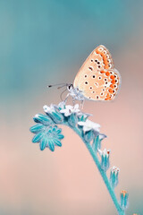 Makroaufnahmen, schöne Naturszene. Schöner Schmetterling der Nahaufnahme, der auf der Blume in einem Sommergarten sitzt.