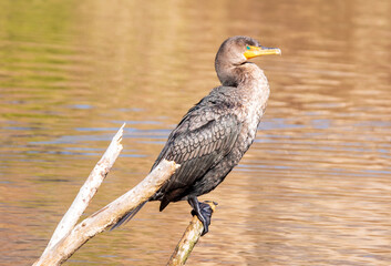 Comorant Perched on a Tree