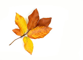 Autumn leaves as a decorative element with place for text. Autumn colored leaves isolated on white background. Leaves isolated.