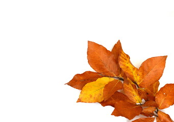 Autumn leaves as a decorative element with place for text. Autumn colored leaves isolated on white background. Leaves isolated.