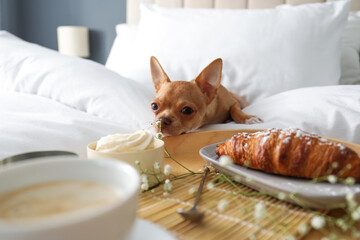 Tray with tasty breakfast and cute Chihuahua dog on bed in room. Pet friendly hotel