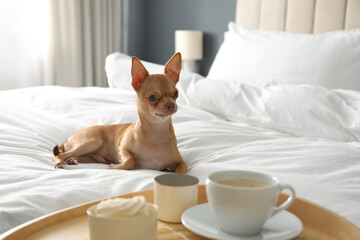 Tray with tasty breakfast and cute Chihuahua dog on bed in room. Pet friendly hotel