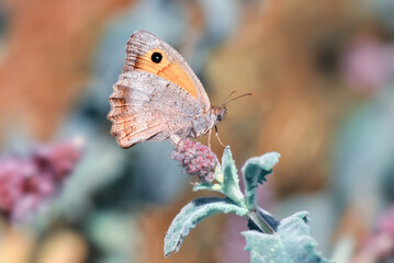 Macro shots, Beautiful nature scene. Closeup beautiful butterfly sitting on the flower in a summer garden.