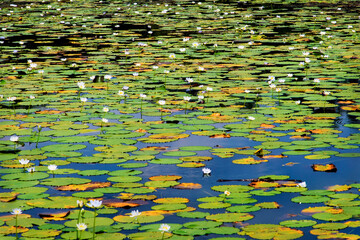 Billabong Water Lillies