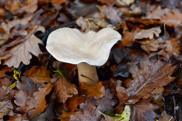 Infundibulicybe geotropa or trooping funnel in the deciduous forest. Old mushroom