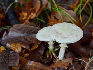 Rare, white variety of the deadly poisonous death cap mushroom (Amanita phalloides var. alba); not to be confused with Amanita verna