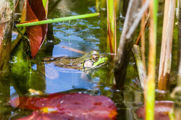 Frog waiting in a pond