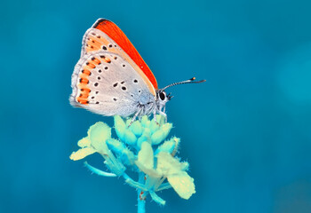 Macro shots, Beautiful nature scene. Closeup beautiful butterfly sitting on the flower in a summer garden.