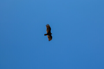 Hawk soaring in blue sky
