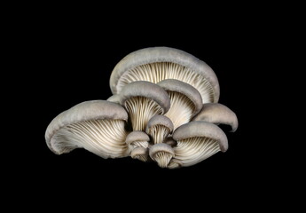 oyster mushroom isolated on black background 