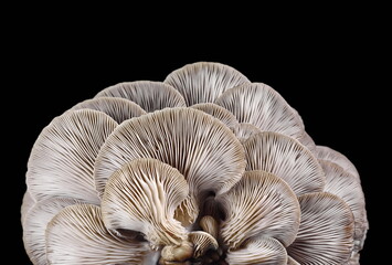 oyster mushroom isolated on black background 