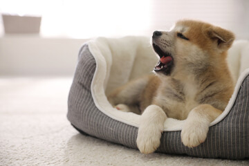 Adorable Akita Inu puppy in dog bed indoors - obrazy, fototapety, plakaty