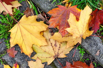 Autumn leaves on walkway. Fallen Autumn Leaves on the on the Sidewalk Paved with Gray Concrete Paving Stones and Grass Lawn Top View. Autumn Approach, Season Change Concept
