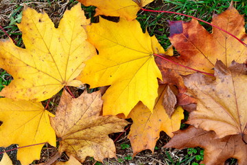 Autumn leaves on walkway. Fallen Autumn Leaves on the on the Sidewalk Paved with Gray Concrete Paving Stones and Grass Lawn Top View. Autumn Approach, Season Change Concept