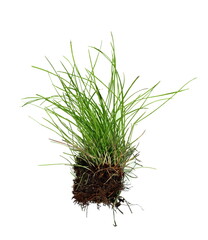 Green grass isolated against a white background. Grass with roots. Root.