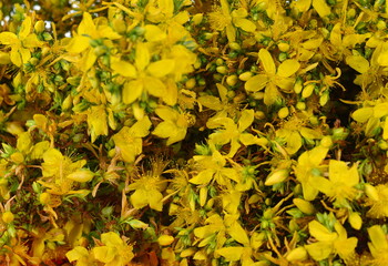 St. John's wort yellow flowers isolated on white background. Hypericum perforatum herbal plant with...