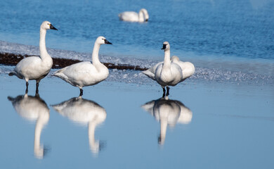 Fototapeta premium Tundra Swans at Pungo Lake