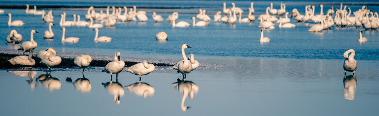 Tundra Swans at Pungo Lake