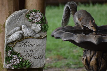 Always in our hearts squirrel