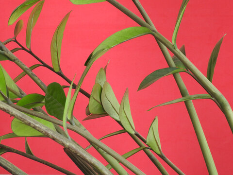 Close-up of some stems of the zamioculca plant. This ornamental plant has glossy green leaves and is also known as zanzibar gem and zuzu plant. Red background.