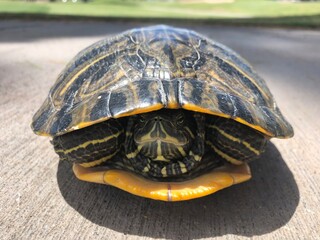 turtle on ground