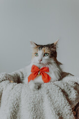 cat with a bow