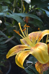 yellow flower in the garden