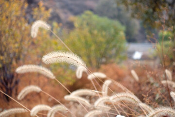 Late autumn withered dog's tail grass