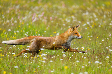 Long jump. Red fox, Vulpes vulpes, running on flowered meadow. Orange fur coat animal hunting in spring rain. Fox in nature ferrets about prey. Wildlife scene. Habitat Europe, Asia, North America.