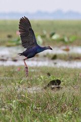 Grey-headed swamphen (Porphyrio porphyrio poliocephalus, Porphyrio poliocephalus), adult flying in swamp, Thailand