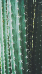 Close up abstract texture of cactus background.